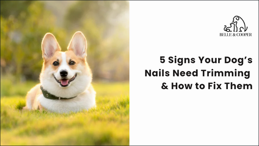 5 Signs Your Dog’s Nails Need Trimming & How to Fix Them